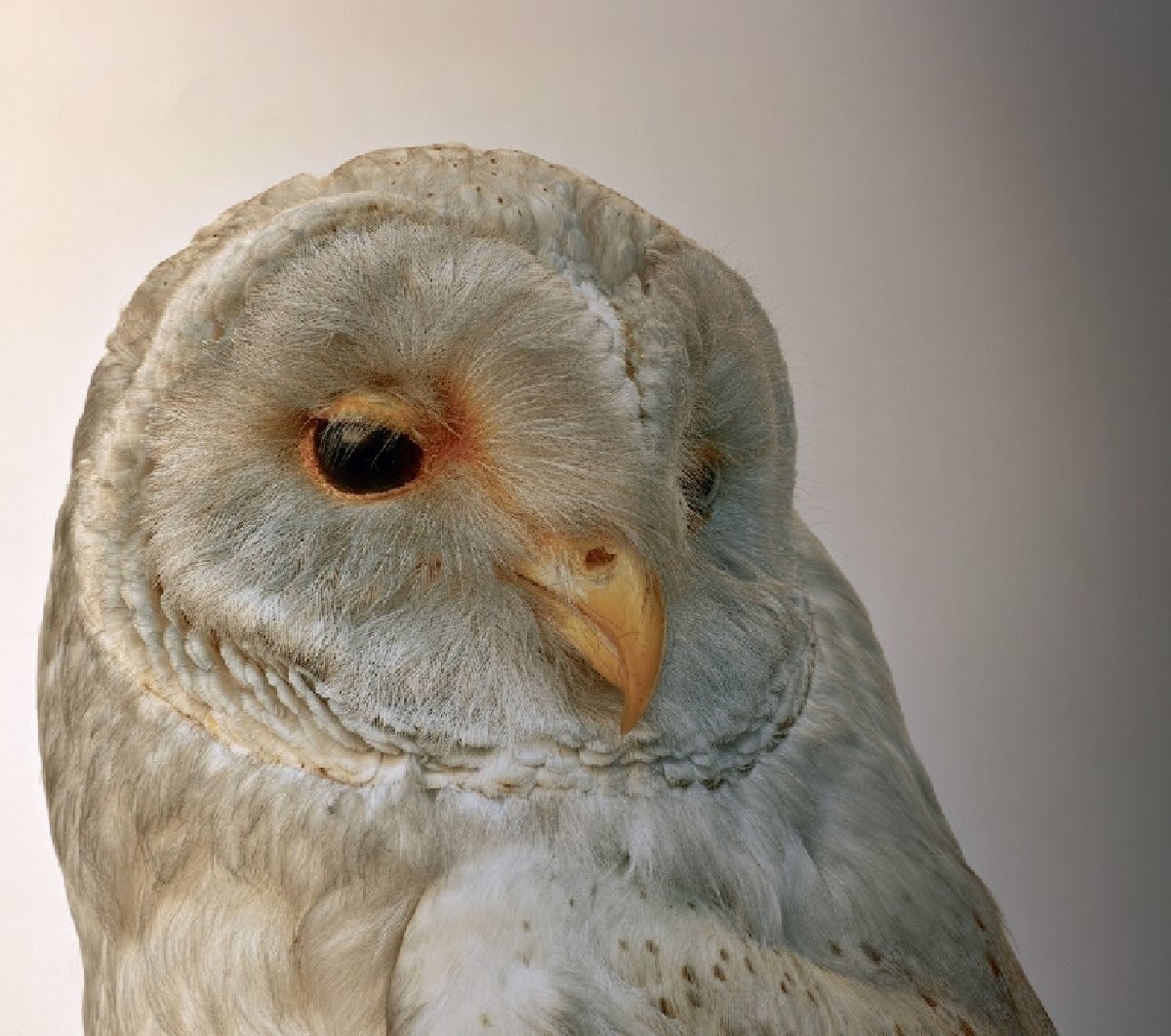 review orourke x1 cong